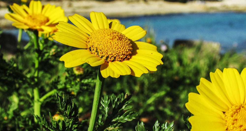 Arnica Pixabay